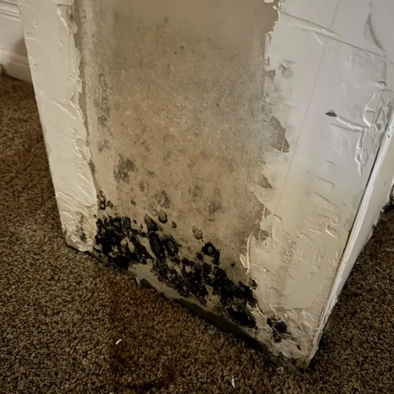 Professional Mold Removal in Warsaw, IL